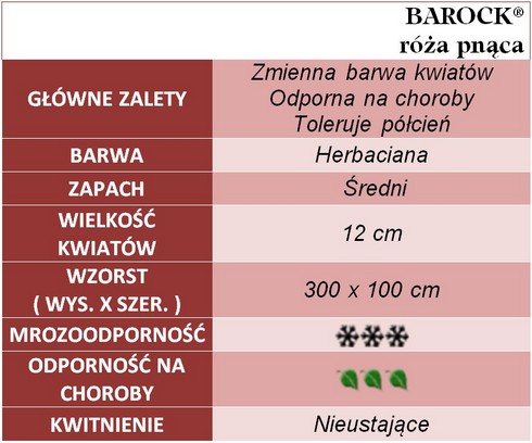 Barock róże pnące gł. zal